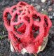 Clathrus ruber